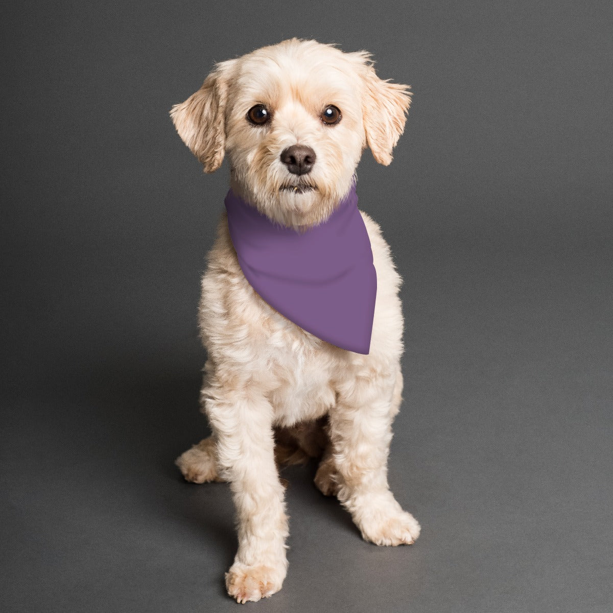 Tiptoe Purple Roses Pet's Scarf