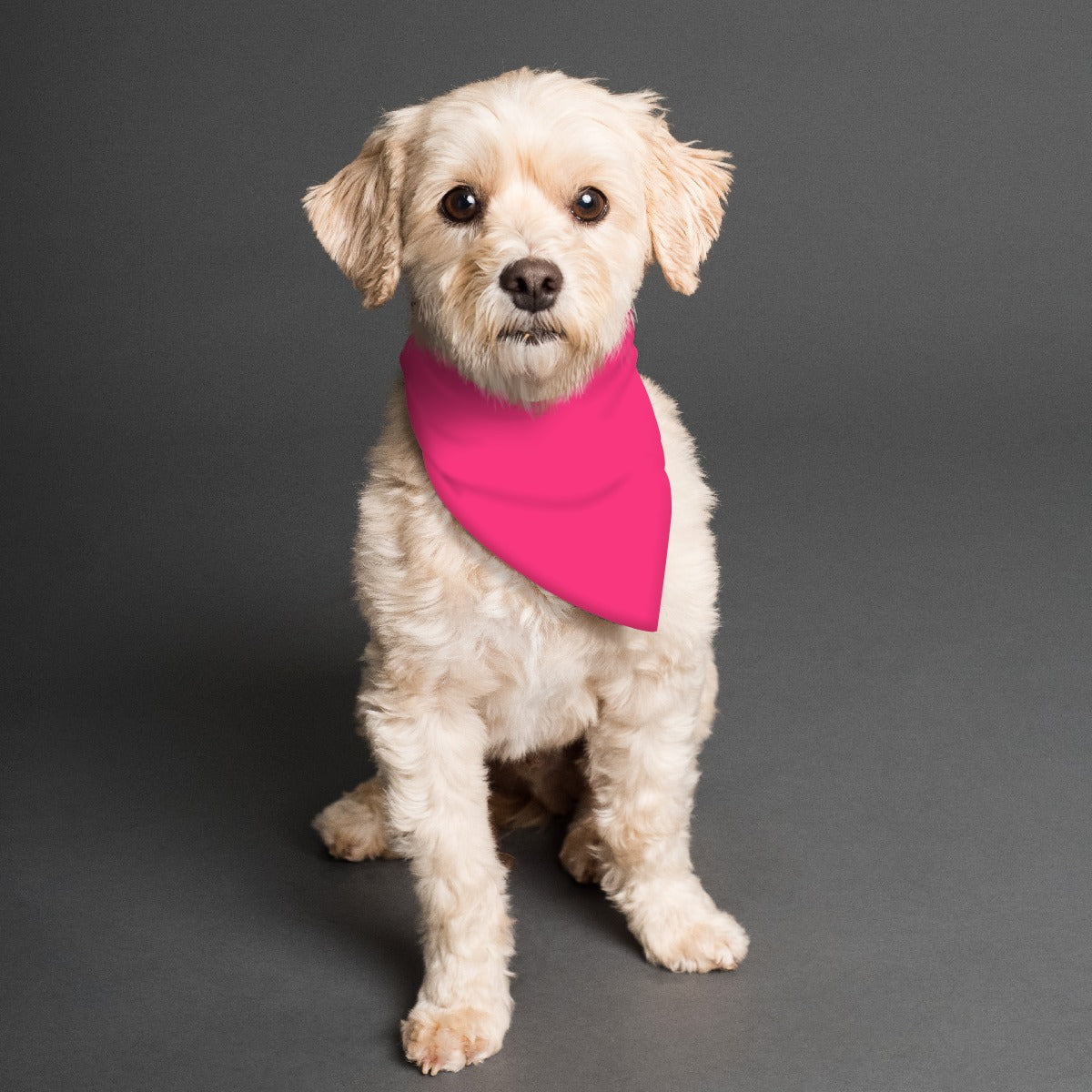Teal Hawaii Pet's Scarf