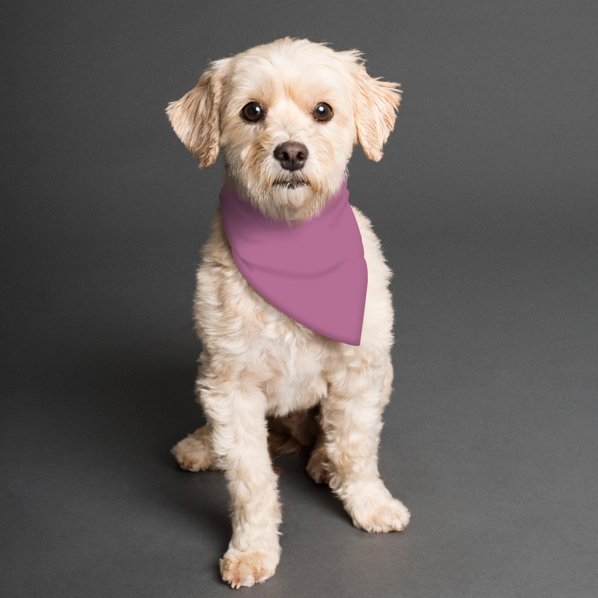 Paradise Valley Pet's Scarf